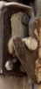 XSPL0030 Wilcox Split Rear Door Pins